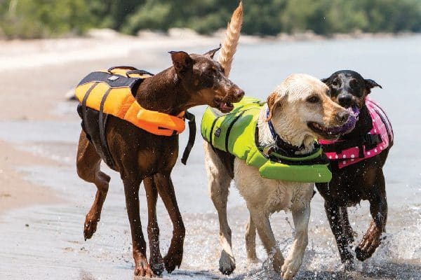 Dogs running on beach in life vests.