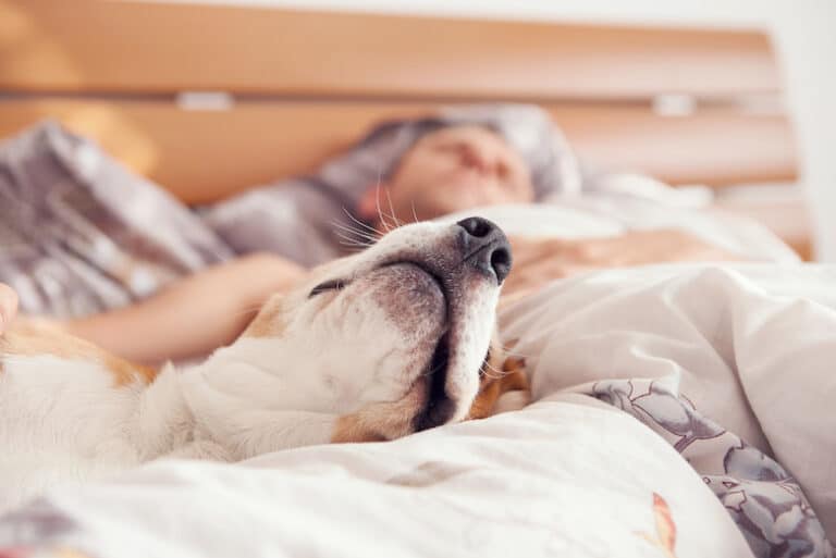 big bed for humans and dogs