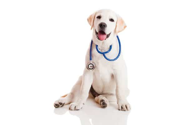 Puppy with stethoscope.