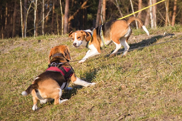  Two beagle pet dogs approaching each other as they stroll on a leash.