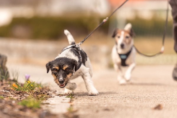  Two pets on a leash, one excitedly running ahead.