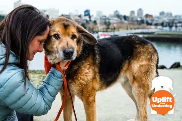 Petcurean hosts its second annual “Uplift the Underdog” contest to help raise awareness and increase adoption opportunities for “underdogs” – those dogs in shelters who are often overlooked due to age, medical conditions or other issue.