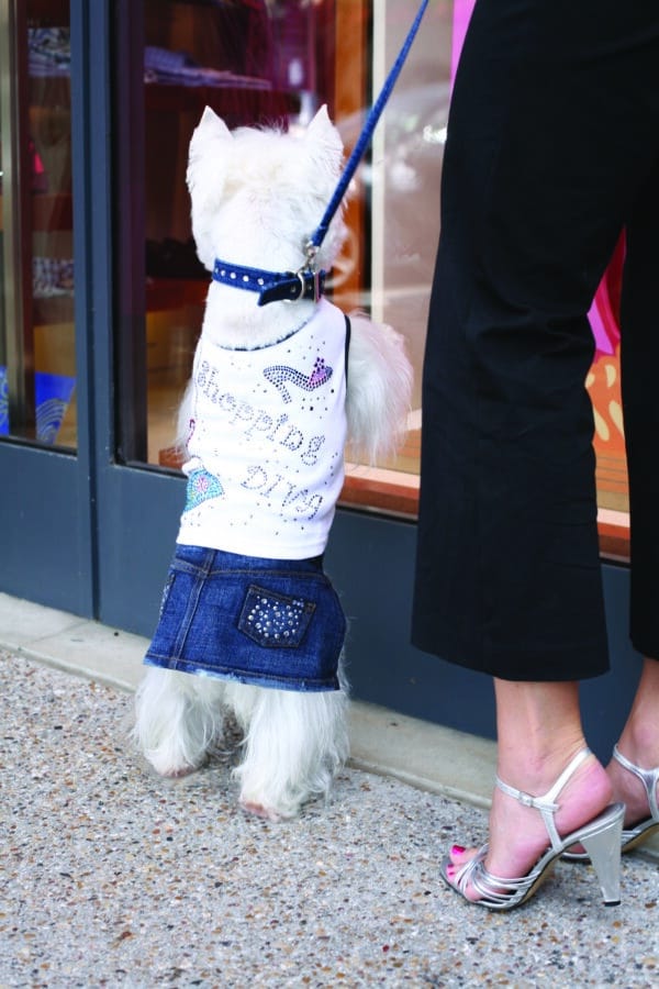 Proceeds for the event go back into flying more rescue dogs to safe shelters.