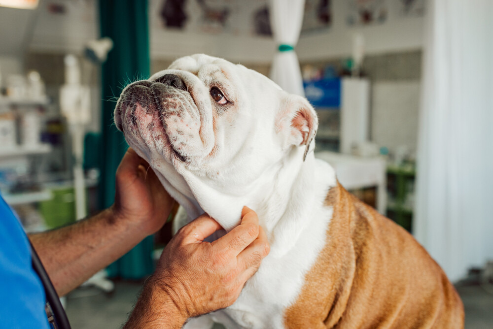 vet-examining-an-english-bulldog