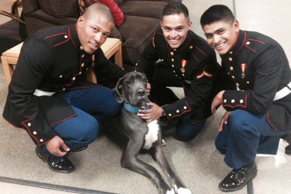 Therapy Dog and servicemen