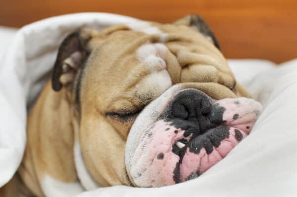 The Long Island Kennel Club Presents Tail-Wagging Fun for the Whole Family at the Long Island Dog Festival, featuring a Bulldog Kissing Booth, Sunday, May 19 at the Planting Fields Arboretum in Oyster Bay.