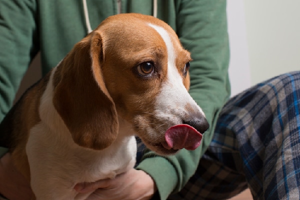 Why Do Dogs Lick? (Their Lips, You, Other Things)