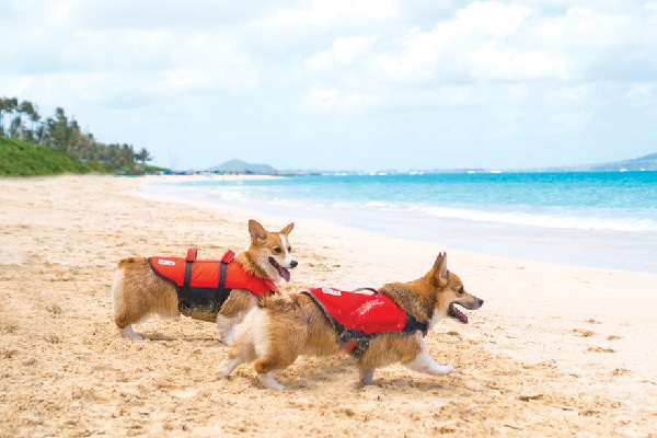 $24.99 — $59.99. Dawson Swim Life Jacket and Granby Ripstop Life Jacket; outwardhound.com