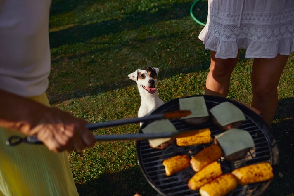 A dog looking at corn and burgers at a cookout.