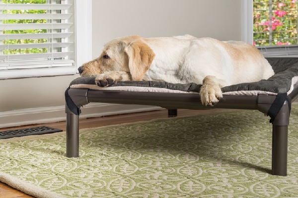 $84.95. Walnut PVC Dog Bed; kuranda.com.