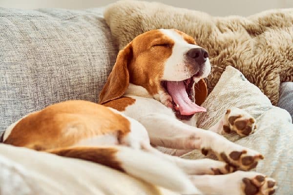 A beagle yawning on the couch, sleepy and relaxing.