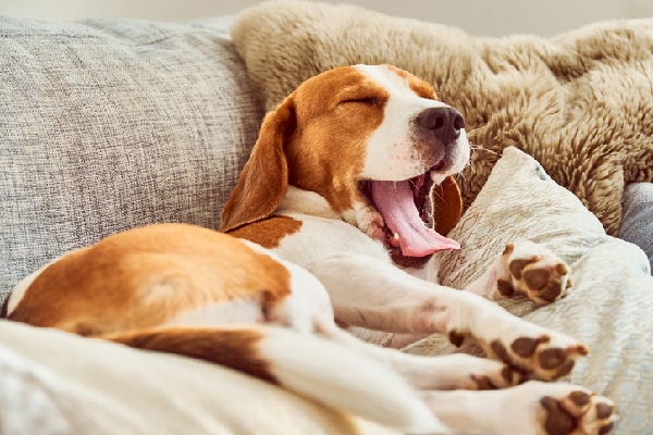 Image result for yawning dog on couch