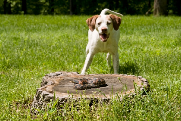 A dog barking at a snake on a log.