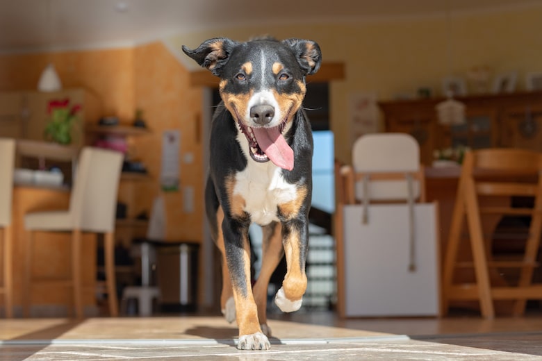 Dog Pacing Why It Happens and How to Help Your Pacing Dog Dogster