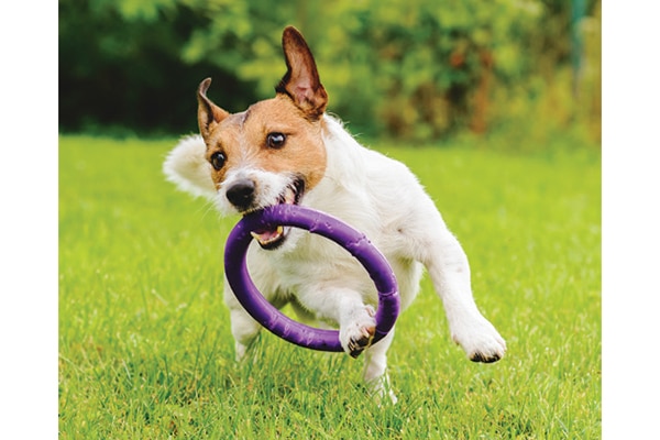 Keeping your dog active is one of the best ways to keep him healthy.  Photography by: ©alexei_tm | Getty Images