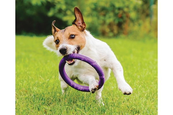 Keeping your dog active is one of the best ways to keep him healthy. Photography by: ©alexei_tm | Getty Images