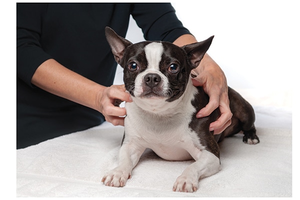 A massage from a certified veterinarian can ease muscular aches. Photography by: ©stphillips | Getty Images