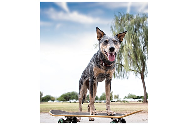 Keeping your dog active can help prevent and alleviate symptoms. Photography by: ©Victoria Rak | Tuff Photo