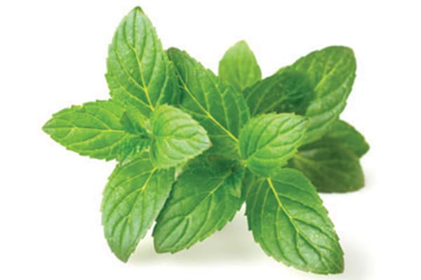 Peppermint is great for soothing your dogs upset stomach! Photography by: ©All Produce | Getty Images