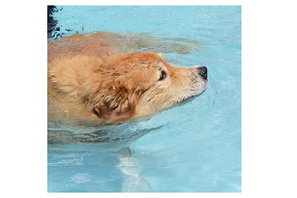 Taking your dog for a swim can help relieve the pain of arthritis. Photography by: ©Merrimon | Getty Images