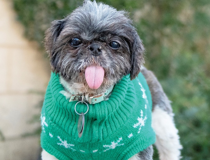 How to Become a Dog Foster