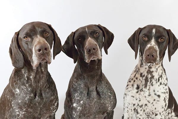 three German Shorthaired Pointer dogs