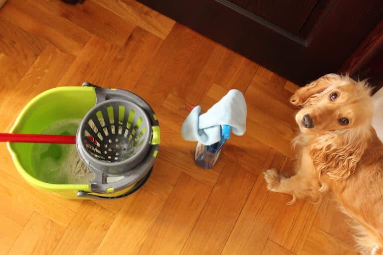 best floor cleaner for dogs