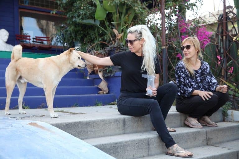 Dug Up at Dogster Interview with Dog Impossible's Dog Behavior Specialist Matt Beisner