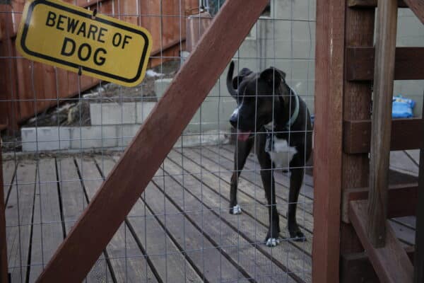 Dog: Impossible follows Matt Beisner as he works with dogs with serious fear aggression issues. 