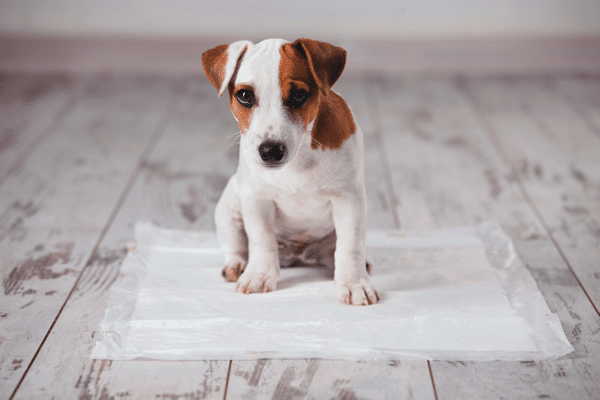 My Dog Can't Pee
