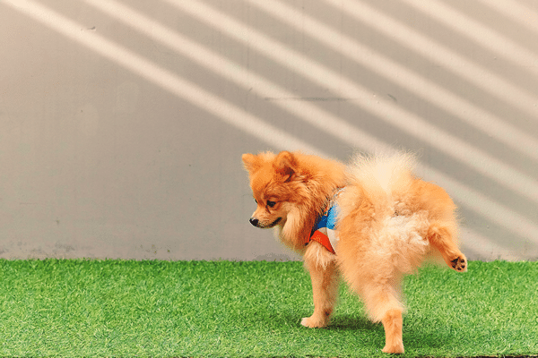 Pomeranian puppy peeing in the grass