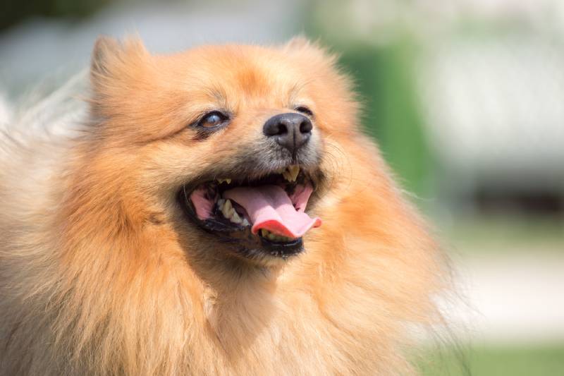 cute spitz dog with tongue sticking out