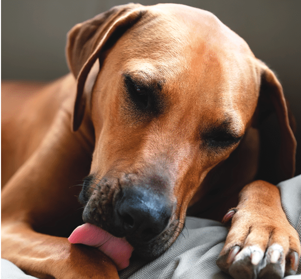 Why do dogs lick themselves before sleeping?