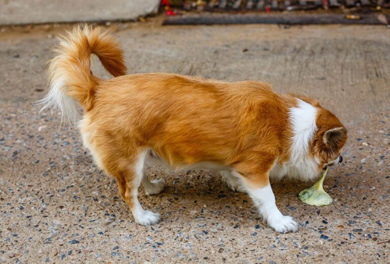 Ask a Vet Why Is My Dog Vomiting Bile? Dogster