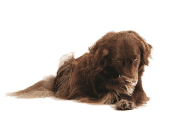 chronic vomiting in dogs