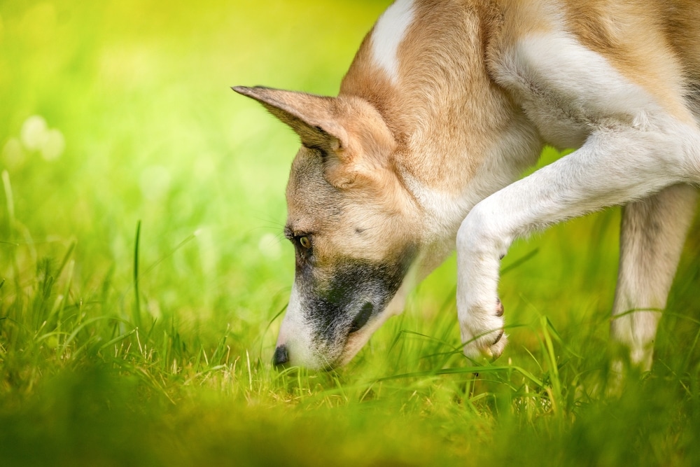 Dog using his nose to smell the grass