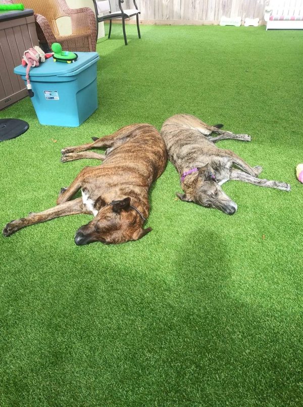 The rescue recommends that bonded dogs Sam and Suzy be placed in a loving home with no other animals or children, but with a fenced yard.