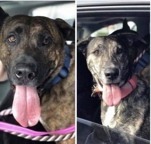 Rescue dogs Sam and Suzy love to cuddle and love their walks. Photo courtesy of 100+ Abandoned Dogs Rescue.