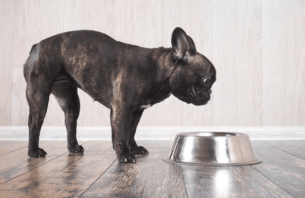 Food allergy in dog
