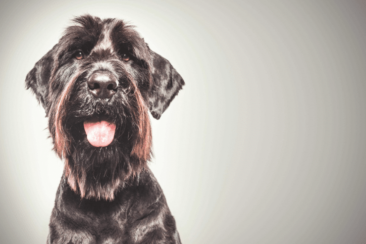 Giant Schnauzer
