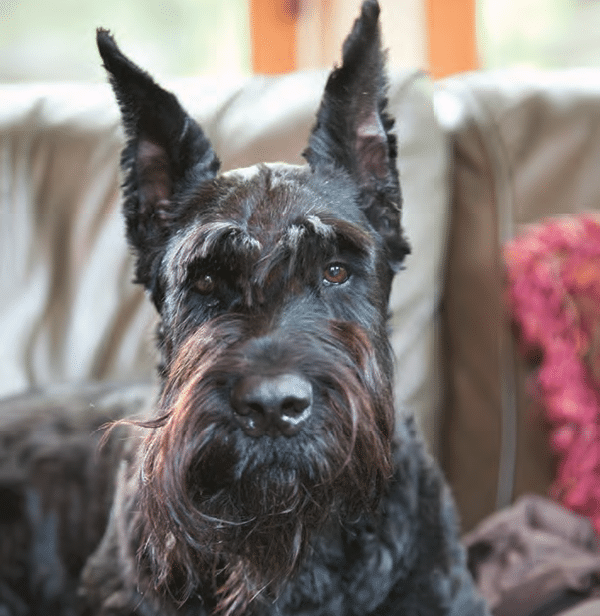 giant schnauzer working dog