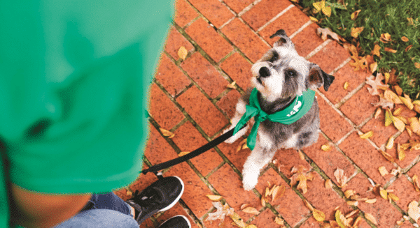 the best city walks to take with your dog