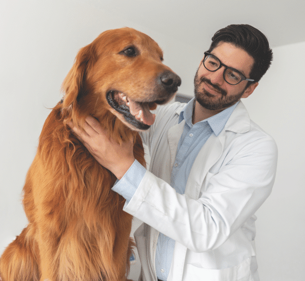 how to help all dogs fight cancer