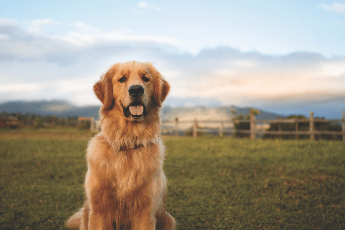 the golden retriever lifetime study