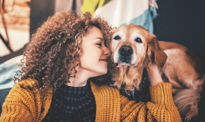 what is the golden retriever lifetime study