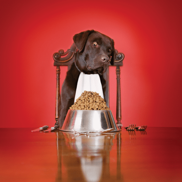 improve your dog's diet