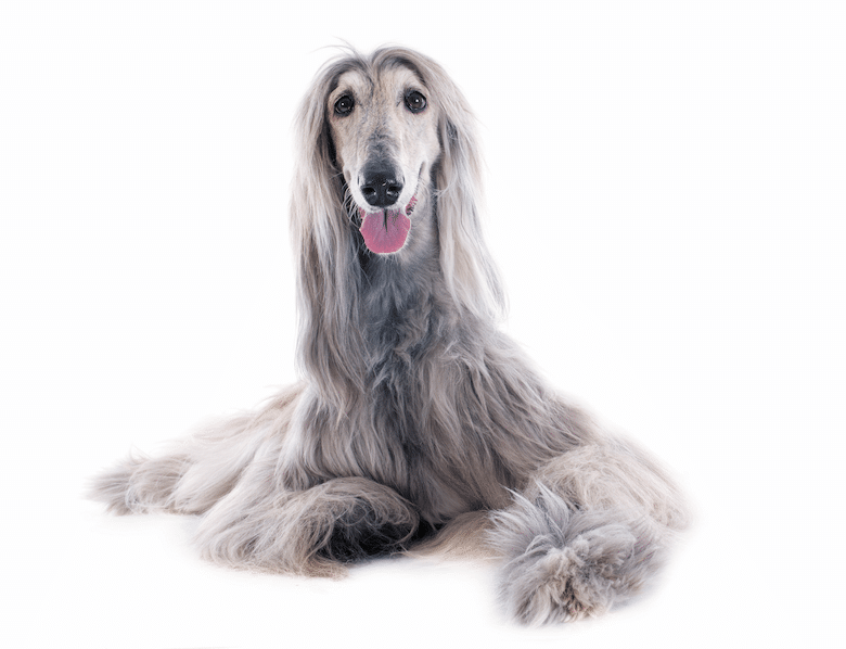 Afghan Hound