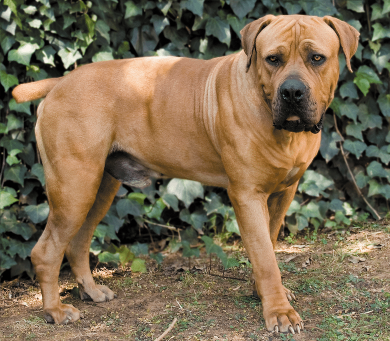 African Boerboel Puppies