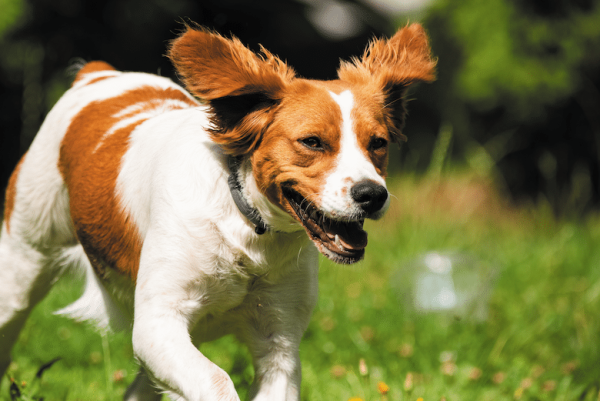 2006_Breeds_Brittany_GettyImages-1169805722