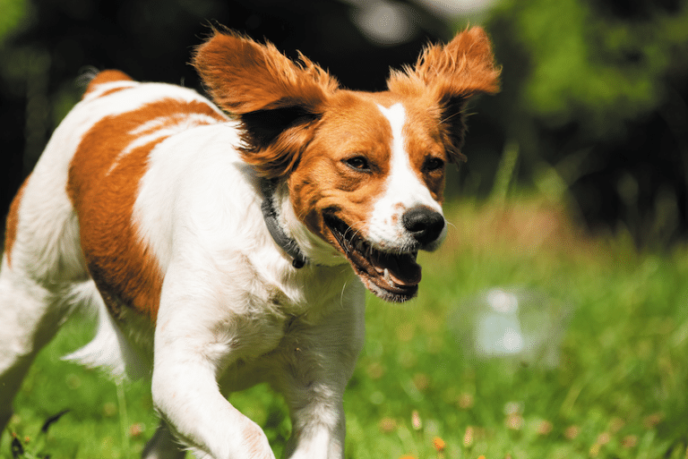 brittany spaniel